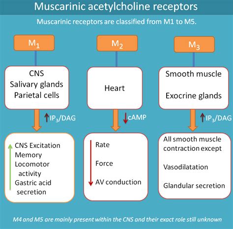 muscarinic receptors|muscarinic receptors agonist.